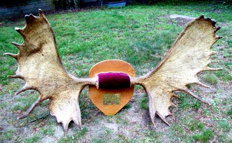midnight carver moose antlers  sale check