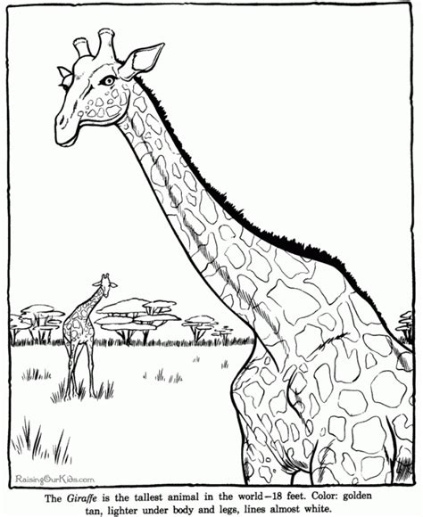 printable giraffe coloring pages everfreecoloringcom