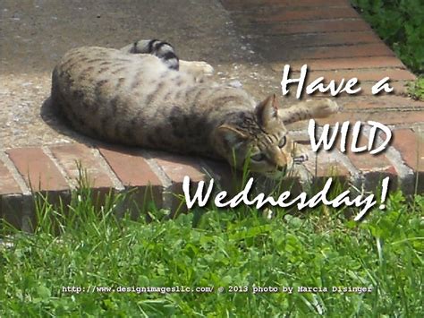 Have A Wild Wednesday Photo Greeting Cards Photo Greeting Wild