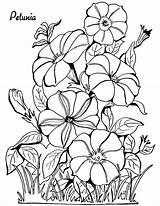 Petunia Floral Petunias Printable Odrasle Colouring Bojanje Thegraphicsfairy Stranice Birds Stranica Cvjetnih Uzorak Erwachsene Malvorlagen Grown Ups sketch template