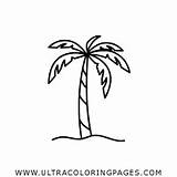 Palma Palmera Dibujo Palmas Stampare Gladiator Tree Blushington Ultracoloringpages Pngegg sketch template