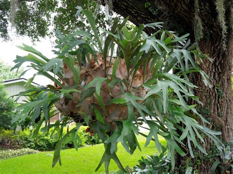 staghorn fern disease symptoms tips  dealing  sick staghorn ferns