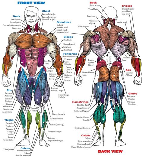 body building google search muscles pinterest building bodies