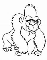 Gorilla Gorille Gorila Gorillas Animaux Animales Chimpanzee Coloriages sketch template