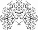 Peacock Coloring Realistic Pages Color Getcolorings Printable Feather sketch template