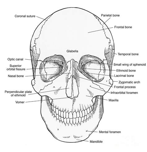 anatomy coloring pages skull warehouse  ideas