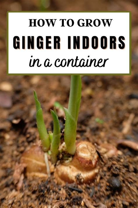 grow  endless supply  ginger indoors