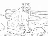 Coloring Pages Cougar Mountain Printable Lion Puma Sitting Panther Florida Color Print Animal Drawing Sheet Main Supercoloring Children Skip sketch template
