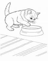 Coloring Pages Kitten Real Printable Getcolorings Kittens Color Print sketch template