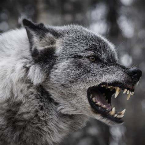 lobo mouth pesquisa google cachorro lobo imagens de animais selvagens animais tumblr