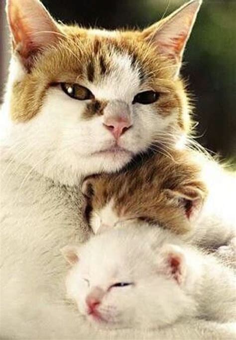 22 Adorable Pictures Of Mother Cats With Their Kittens We Love Cats