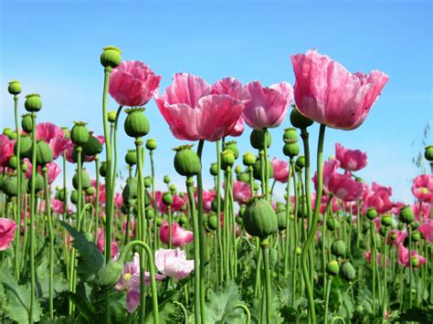 images petal tulip pink poppy flower flowering plant