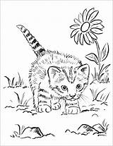 Coloring Pages Cat Kittens Colouring Printable Cute Cats Realistic Kitty Baby Animal Choose Board Worksheets sketch template