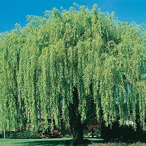 weeping willow tree trees  shrubs  gurneys