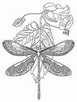 Dragonfly Fly Colorish Dragonflies Zentangle sketch template