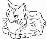 Katzen Ausmalbild Malvorlagen Cat Baby Katzchen sketch template