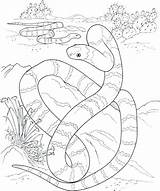 Coloring Desert Pages Oasis Boa Constrictor Getcolorings sketch template