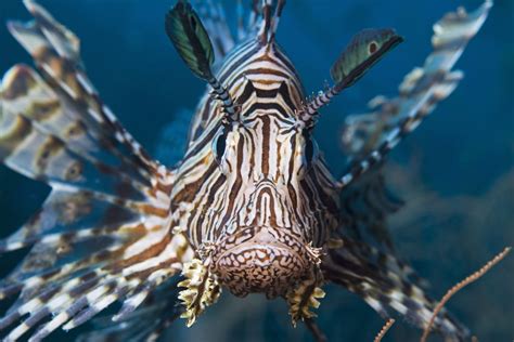 meet  lionfish  spiky reminder   gulfs ecological woes