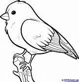 Songbird Songbirds Zeichnung sketch template