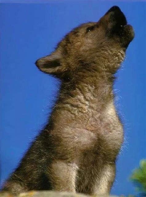 cute wolf pup howling animals  pets baby animals cute animals