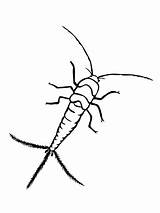 Silverfish Coloring Color Pages Mosquito Clipart Printable Drawing Supercoloring Version Click Categories Getdrawings sketch template