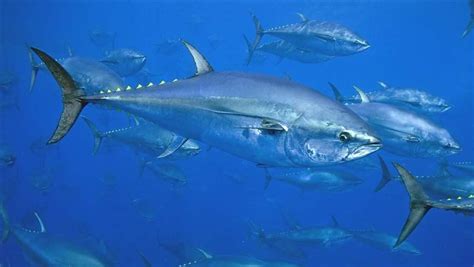 story  atlantic bluefin  pew charitable trusts