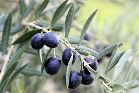 olive trees louies nursery
