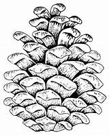 Pine Cone Coloring Drawing Pages Cones Outline Pinecone Clipart Leaf Template Print Line Cat Also Printables Patterns Printable Color Leaves sketch template