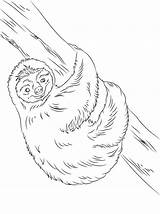 Sloth Perezoso Dibujo Paresseux Sloths Designlooter Perezosos Supercoloring Lindo Pusheen Llama Coloriages Poesias Hppy Dxf Cientistas Categorías sketch template