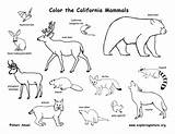 Mammals California State Coloring Amphibians Habitats sketch template