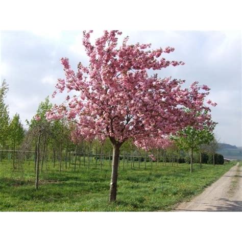 prunus serrulata kanzan japanische zierkirsche
