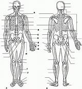 Physiology Anatomie Worksheets Ausmalbilder Worksheet Biologie College Anatomi Ausmalbild Kitapları Insan Fizyoloji Vücudu Eğitim Boyama Muscle Letzte Organs Systems Workbook sketch template