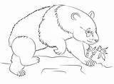 Coloring Panda Bear Pages Class Drawing Supercoloring Via Tag sketch template