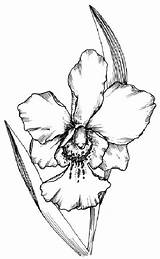 Orchid Cattleya Outlines Kolorowanki Storczyki Line sketch template