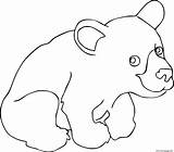 Bear Cub Bears Ours Getdrawings Supercoloring Getcolorings sketch template