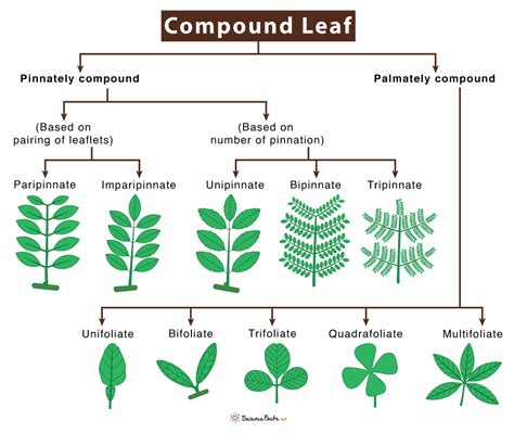 types  leaves  names  pictures