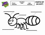 Ant Ants Thorax sketch template