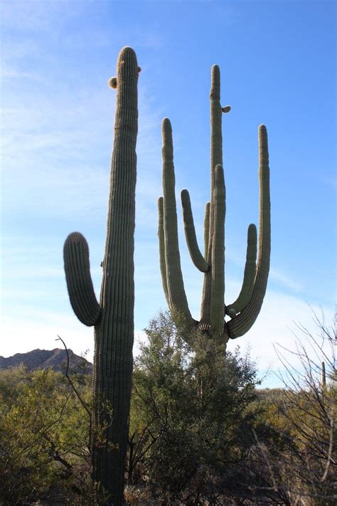 saguaro cactus information   defense  plants blog cactus  succulents canyons