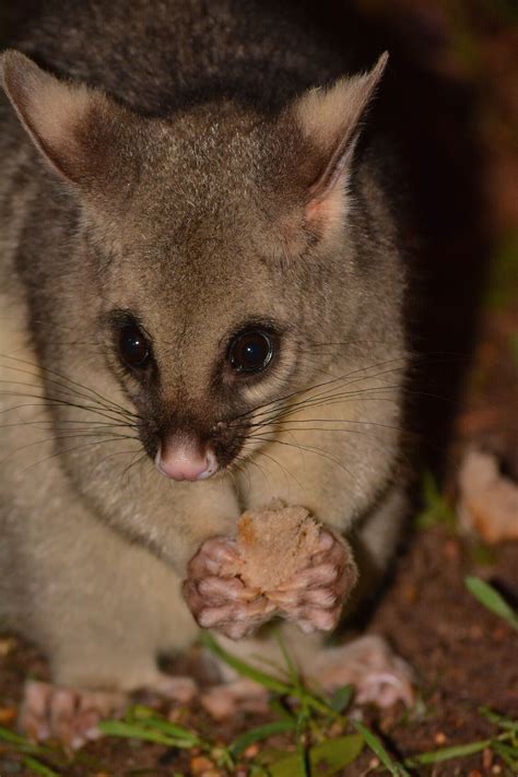 possum australian possum australian fauna australian wildlife rare