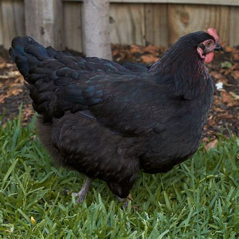 black australorps really beautiful chickens chickens backyard