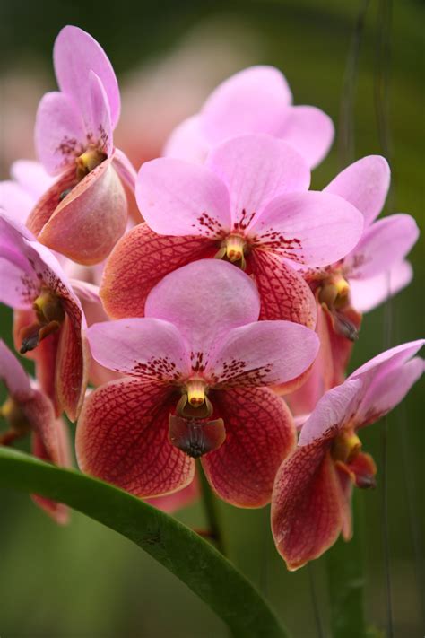 waling waling orchid images orchids beautiful flowers