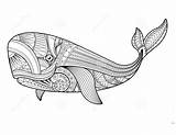 Whale Walvis Easy Balena Whales Vettore Coloritura Pagine Zentangle Kleurende Vectorillustratie Patterned Jonah sketch template