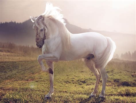 horse white stallion wallpapers hd desktop  mobile backgrounds