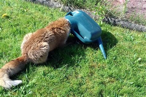 fox rescued after getting its head stuck in a watering can