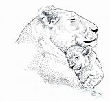 Cub Drawing Lion Lioness Drawings Cubs Baby Animal Her Board Illustration Choose sketch template