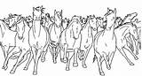 Herd Coloring sketch template