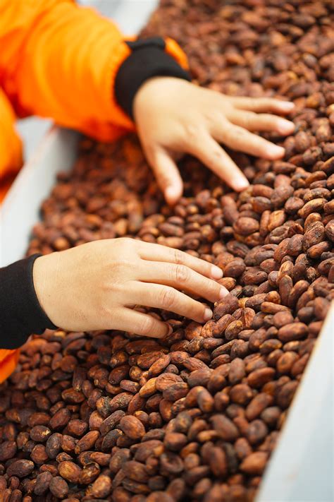 mengenal kakao jenis bulk pt perkebunan nusantara xii