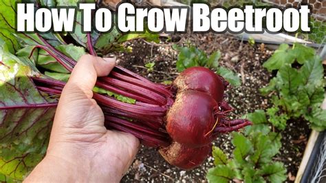 growing beetroot  beets   vegetable garden   grow beet