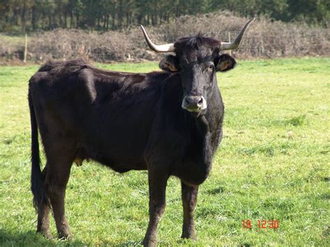 breeding  blog   aurochs  cattle pt