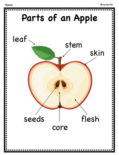 parts   apple worksheet